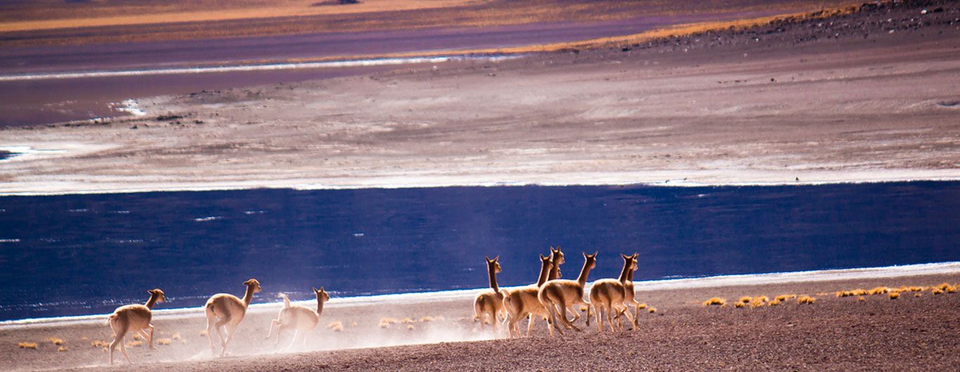 Guanacos en Lagunas Altiplánicas, Chile